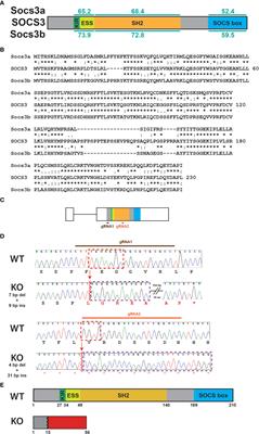 Socs3b regulates the development and function of innate immune cells in zebrafish